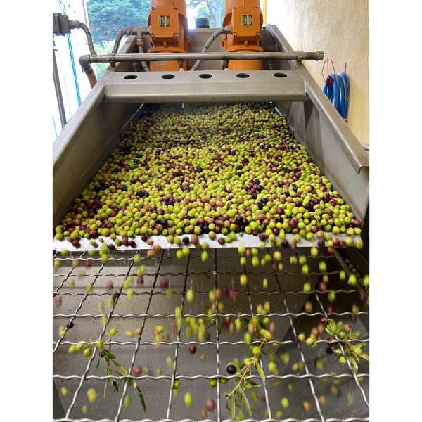 lavage des olives